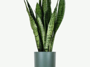 Sansevieria Laurentii