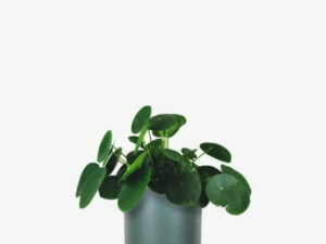 Pilea Peperomioides