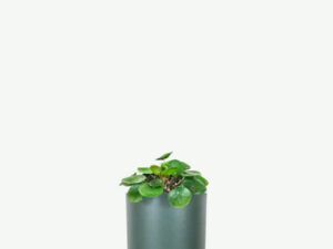 Peperomia Lemon Lime