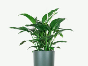 Spathiphyllum