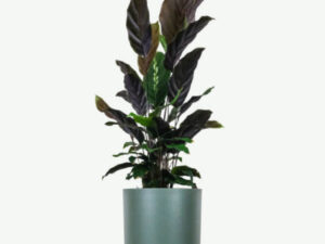 Calathea Rufibarba