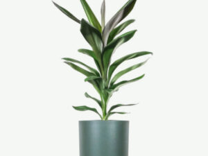 Dracaena Lisa