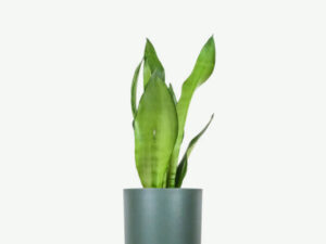 Sansevieria Golden Flame