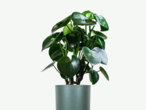 Ficus Decora Cabernet