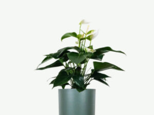 Golden Pothos Pole